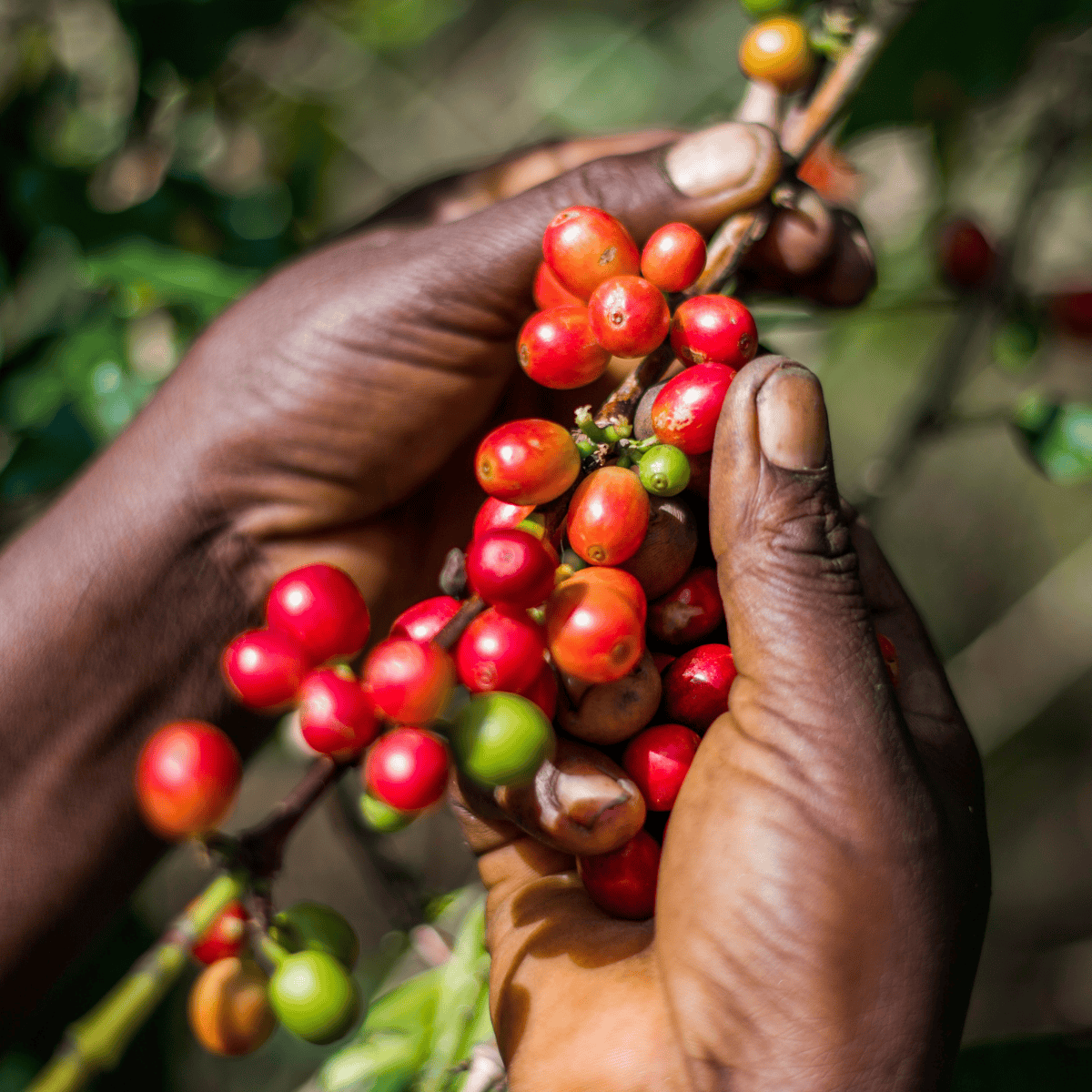 The Definitive Guide to Types of Coffee Beans