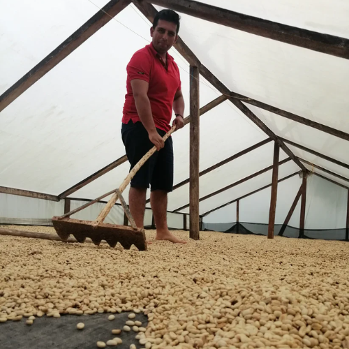 What are Washed Coffee Beans?